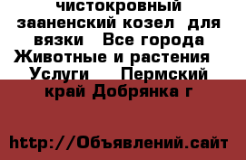 чистокровный зааненский козел  для вязки - Все города Животные и растения » Услуги   . Пермский край,Добрянка г.